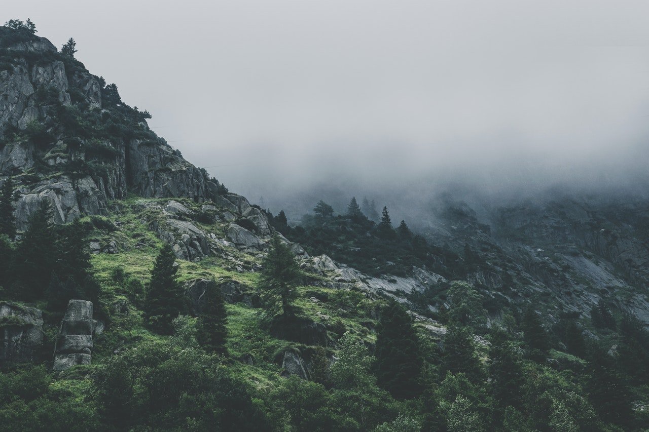Home Green Leafed Trees During Fog Time 167684